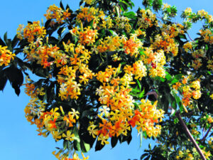 Golden wafts of perfume and street appeal