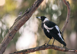 From swooping to snakes: Expert tells Ipswich, Scenic Rim residents how to navigate Spring animals