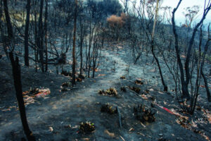 Blackened lands’ climate shift sparks research