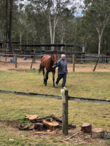 Horrendous’ insurance worth it for racehorse farmstay