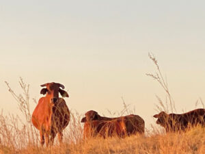 Calf survival project success bodes well for graziers