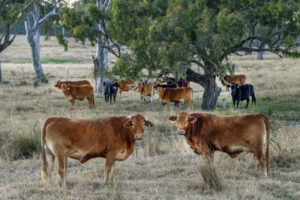Lights, cattle and action on showground arena