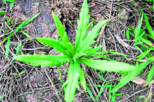 Fireweed: you can help battle the invader