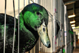 Duck, duck, goose … poultry on show