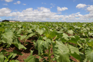 More than 50 irrigators express interest in Water for Warrill scheme
