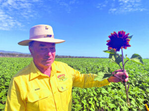Sunset in the Sunflowers – dance and dinner celebration