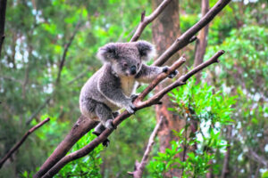 Koalas kept front of mind in state funding