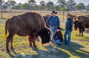 Bulls and bison Bostock’s buddies