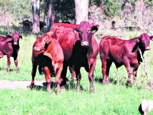 Red meat ‘under attack’ from ‘bad science’ behind plant-based protein: graziers