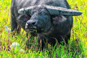 Growing Australia’s buffalo supply chain