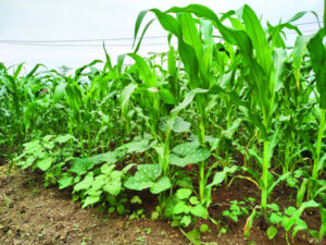 Regenerative agriculture could save the world, says WEF