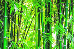 Bamboo buildings would be ‘cheap, light, strong’