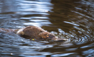 ‘Rapidly deteriorating water quality’ could wipe out Ipswich’s ‘urban’ platypus