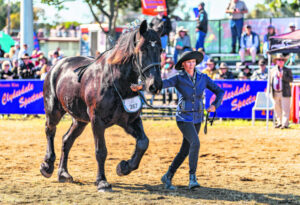 Clydesdales reign supreme in spectacular showing