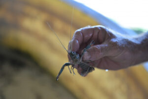 Is the redclaw industry poised to boom again?