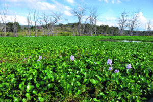 Authorities ‘exploring alternatives’ to tackle Wyaralong’s hyacinth infestation