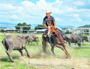 Buffalo the choice for training campdraft horses and riders