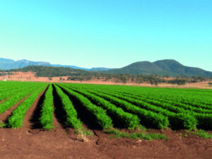 Vegetable growers facing biggest test in maintaining viability