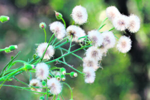 The Beauty of Life – Fleabane