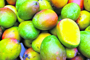 Queensland creates three new mystery varieties of mango, to hit shelves soon