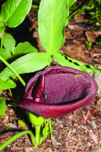 Scrub Diamonds – Our own little stinker