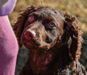 New retriever breed officially recognised in Australia