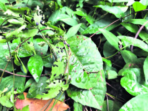 Hundreds of thousands of beetles released into Scenic Rim in war against cat’s claw