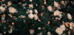 60th Wedding Anniversary – Wilson and Olive Neuendorf