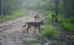 Domestic risk of wild dog predation during breeding season