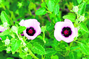 Country Parson: Floral cousins