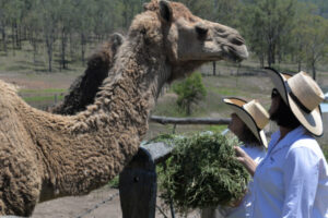 Billion dollar booster for Scenic Rim blood plasma pioneers