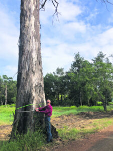 Stay of execution for forest ancient