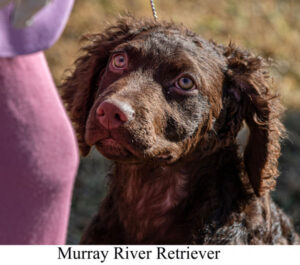 New retriever breed officially recognised in Australia