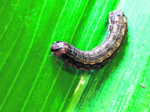 Biosecurity virtual laboratory secures funding as Fall Armyworm marches on