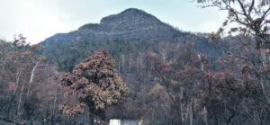 Torched C’ham Gap forestry on the mend