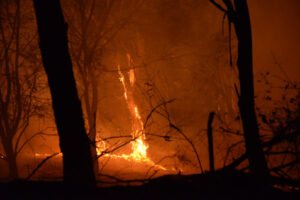 $500k low-interest loans for bushfire affected businesses