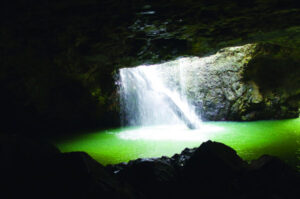 The Beauty of Life – White Beech