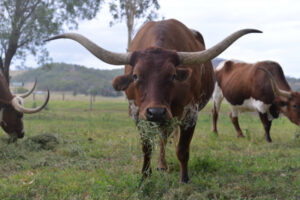 Longhorns putting Scenic Rim town on Google’s map