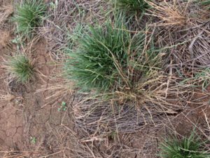 Annual ryegrass a ticking timebomb