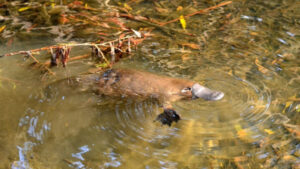 Plan to revive platypus numbers in Ipswich waterways