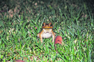 Queensland researcher revolutionises the battle against toads
