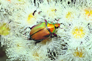 Where have all the Christmas beetles gone?