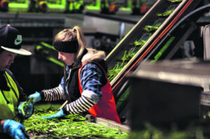 Staff health ‘biggest challenge’ as vegetable growers lose half workforce to COVID-19