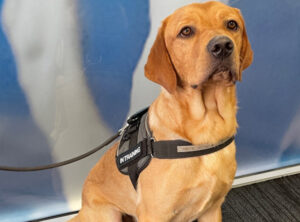 Four ‘Q’s join biosecurity dog squad