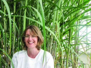 Sugarcane genetics breakthrough success