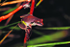 Survey underpins Scenic Rim’s reputation for biodiversity