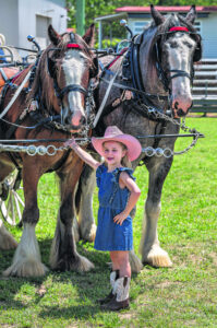 Clydesdale Spectacular – big horses, big country, big weekend