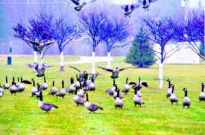 The Beauty of Life – The Geese Police