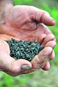 Animal feed market scoops up majority of Australia’s harvest