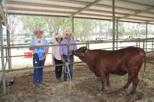 Teen’s herding prowess wins him a prize heifer